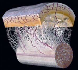 Fascia